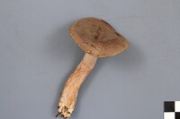 Lactarius mammosus image